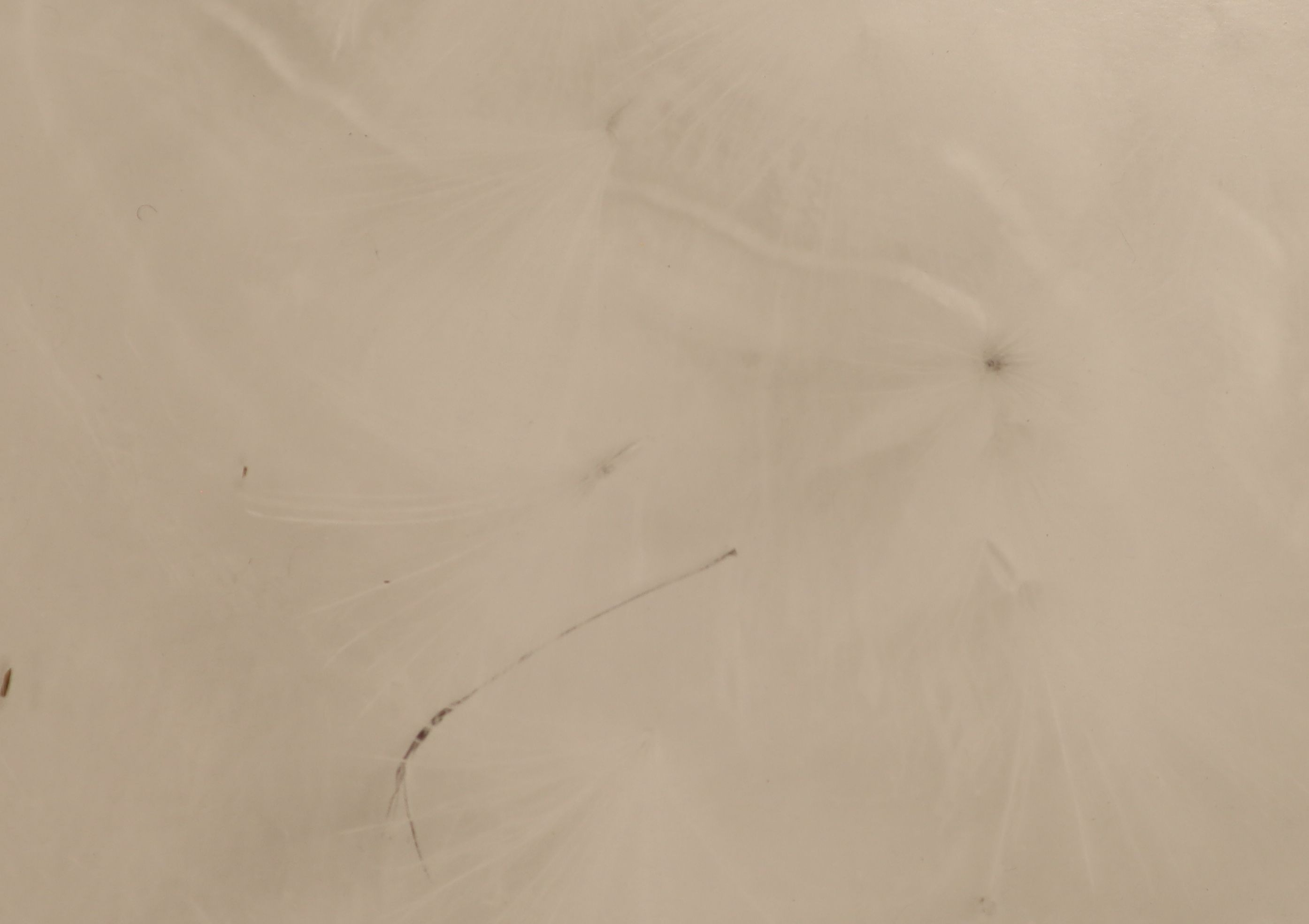 John Blakemore (1936-), five black and white photographs from The Thistle Series, largest 27 x 21cm